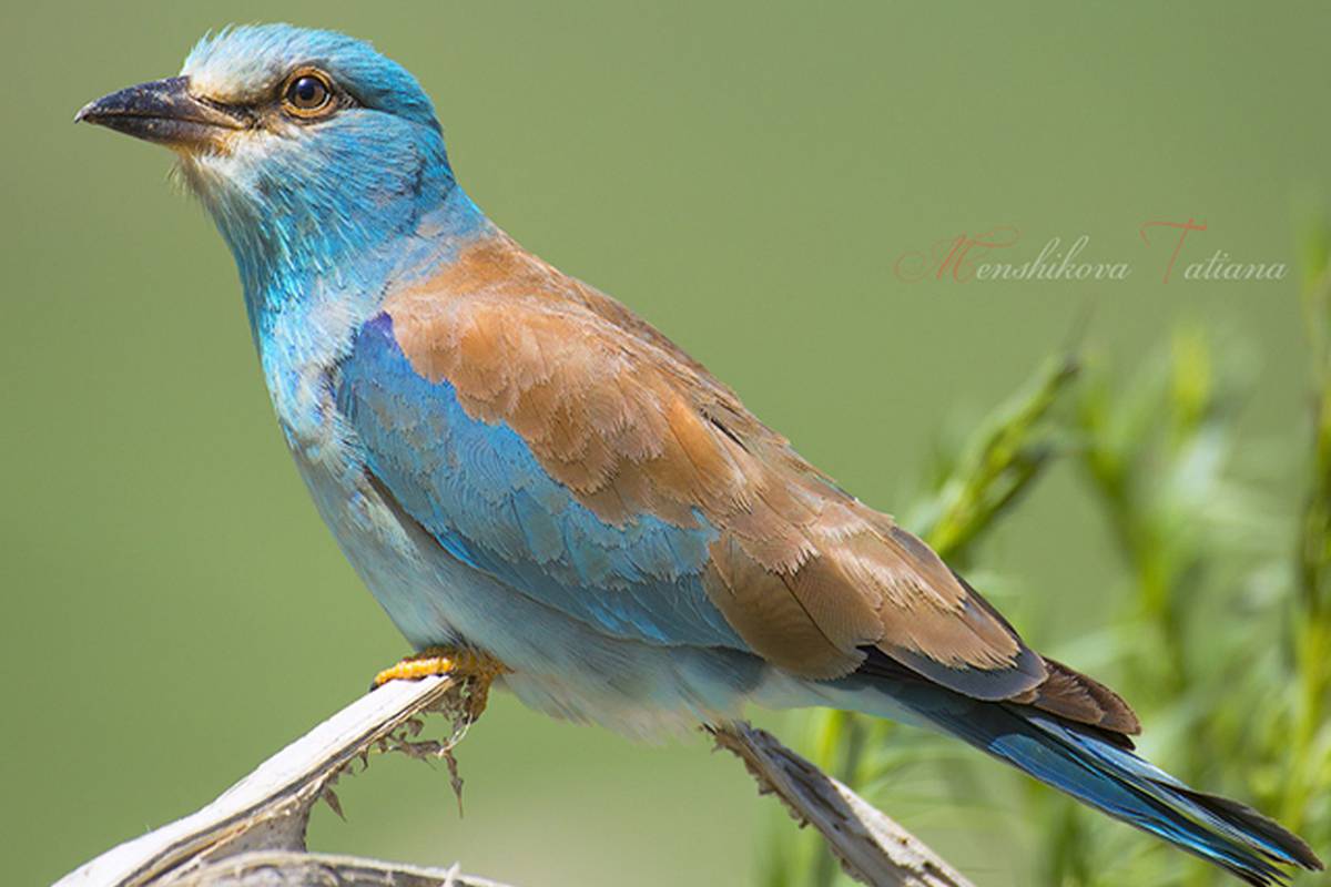 Birdwatching